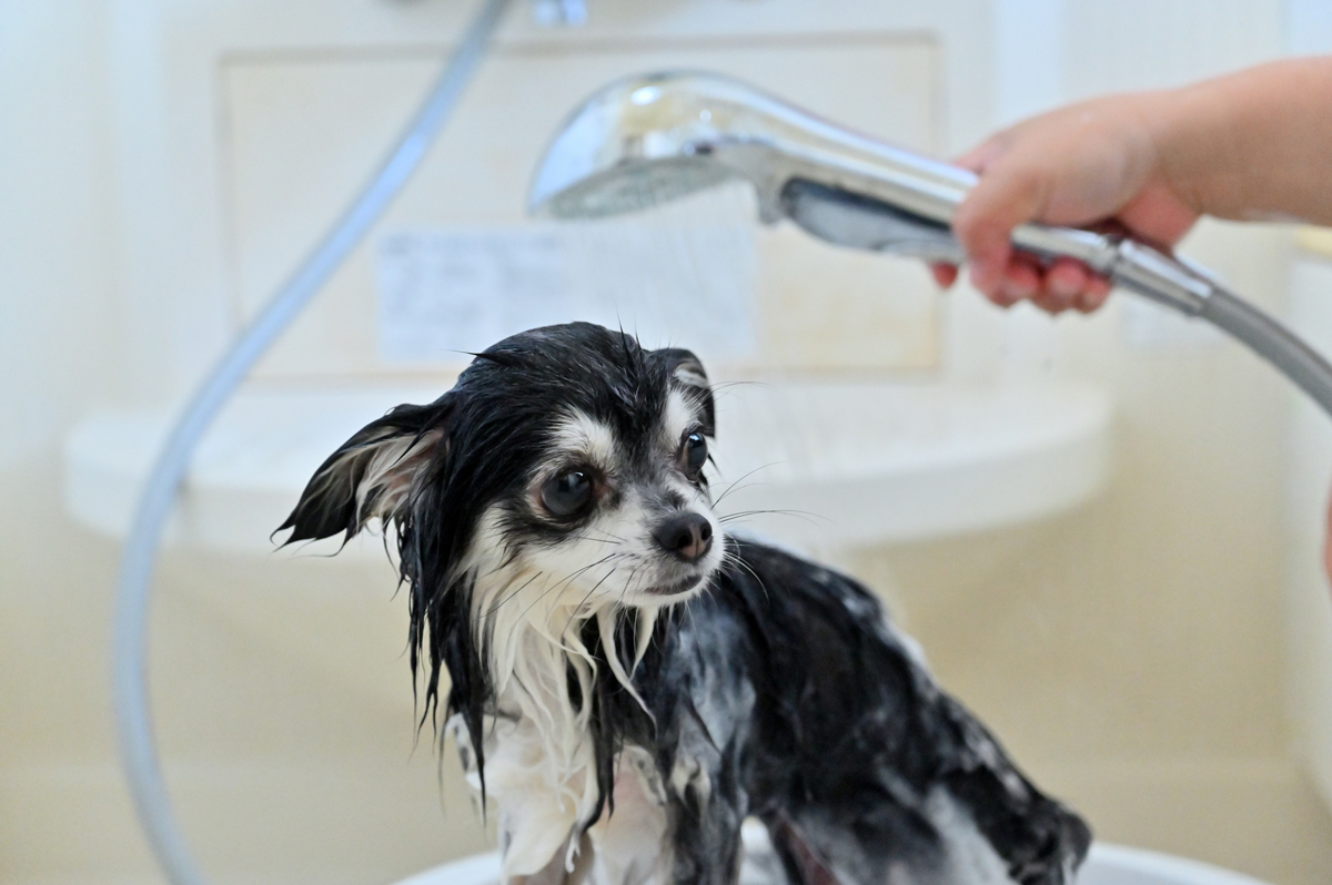 充実した設備でペットと暮らす イメージ画像