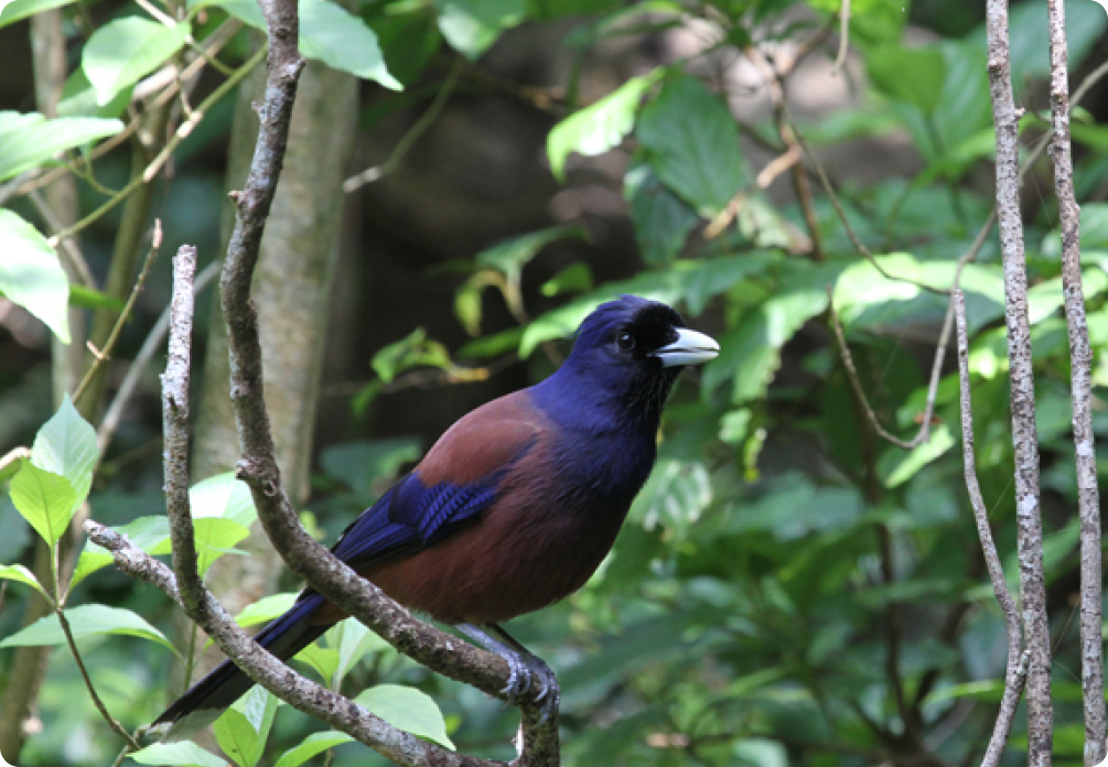 世界でこの島にしかいない希少生物と出合える可能性も イメージ画像①
