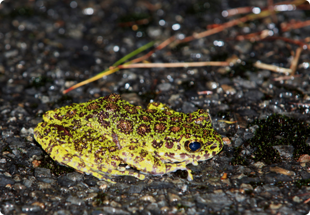 世界でこの島にしかいない希少生物と出合える可能性も イメージ画像②