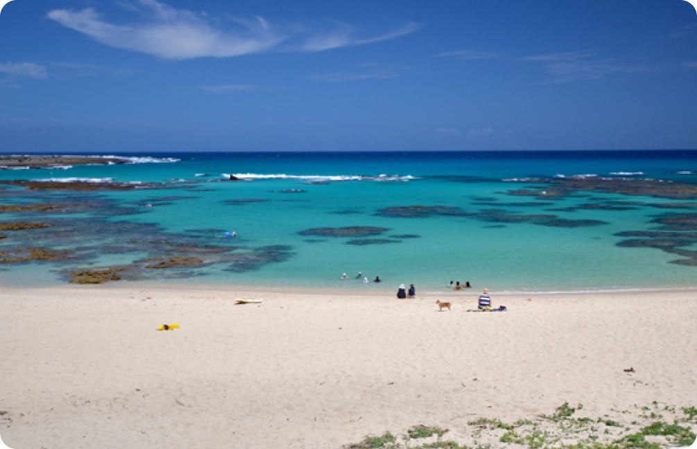 手付かずの原生林に入って亜熱帯植物を観賞する イメージ画像①