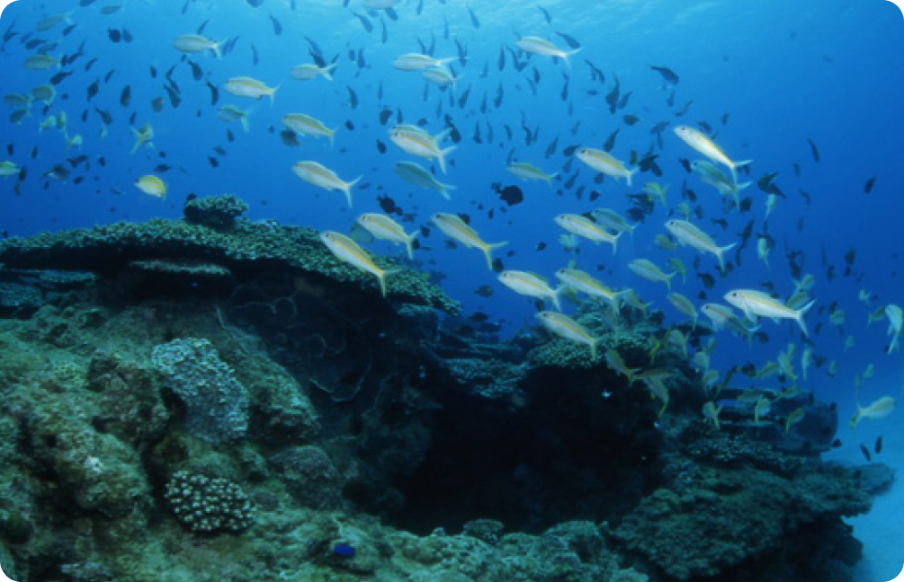 手付かずの原生林に入って亜熱帯植物を観賞する イメージ画像②