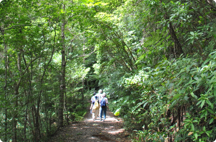 原生林探検ツアー イメージ画像