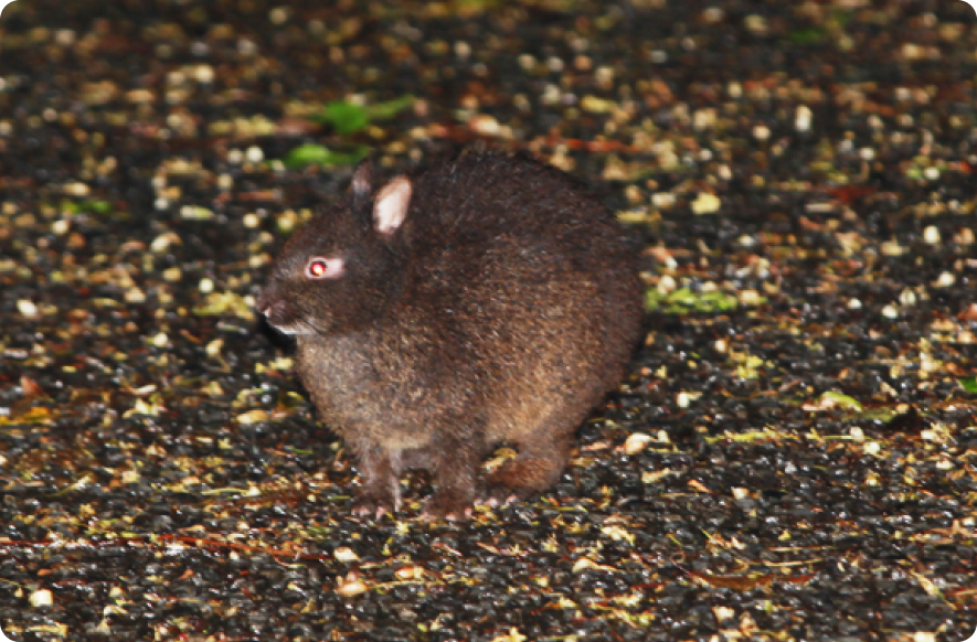 ナイトツアー イメージ画像